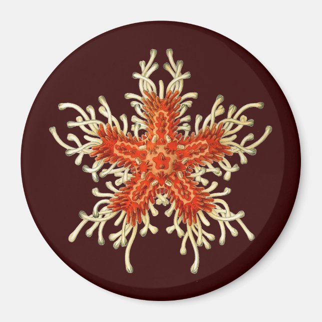 Vintag Ernst Haeckel Magnet (Vorne)