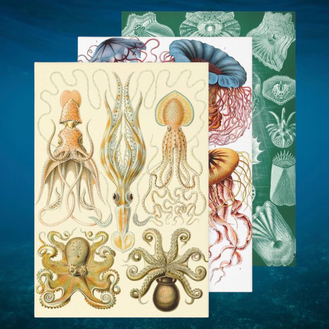 Vintag Ernst Haeckel Marine Life Designs Geschenkpapier Set (Vintage Ernst Haeckel Marine Life Designs Wrapping Paper Sheets)