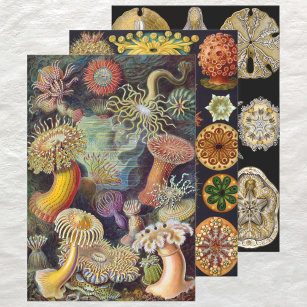 Vintag Ernst Haeckel Marline Life Designs Geschenkpapier Set