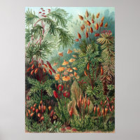 Vintag Ernst Haeckel Moss