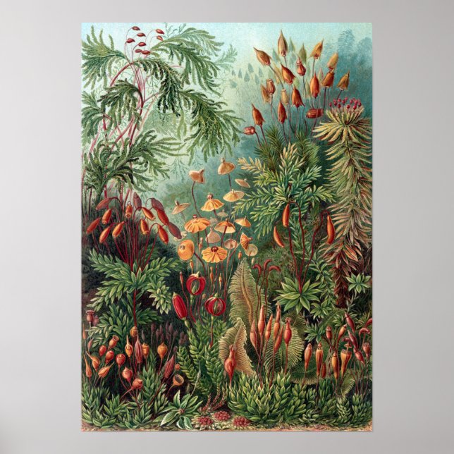 Vintag Ernst Haeckel Moss Poster (Vorne)