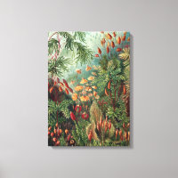 Vintag Ernst Haeckel Moss Poster