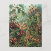 Vintag Ernst Haeckel Moss Poster