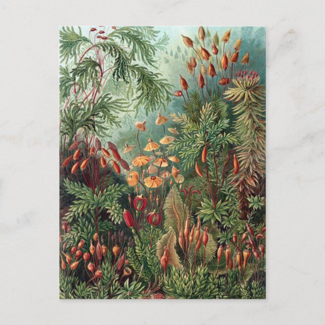 Vintag Ernst Haeckel Moss Poster Postkarte (Vorderseite)