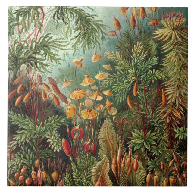 Vintag Ernst Haeckel Mosses Fliese (Vorderseite)