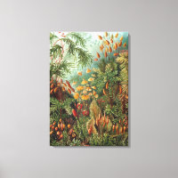 Vintag Ernst Haeckel Mosses