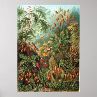Vintag Ernst Haeckel Mosses Poster