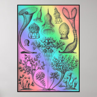 Vintag Ernst Haeckel Rainbow Colored Poster Print