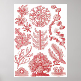Vintag Ernst Haeckel Seaweed Poster