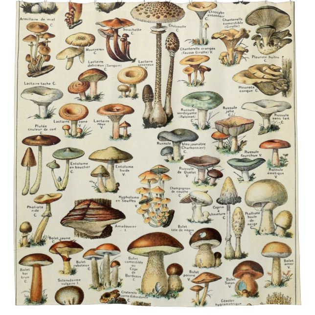 Vintag essbare Mushroom Chart Duschvorhang (Vorderseite)