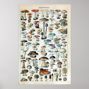 Vintag essbare Mushroom Chart Poster