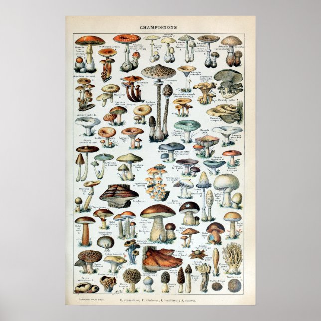 Vintag essbare Mushroom Chart Poster (Vorne)