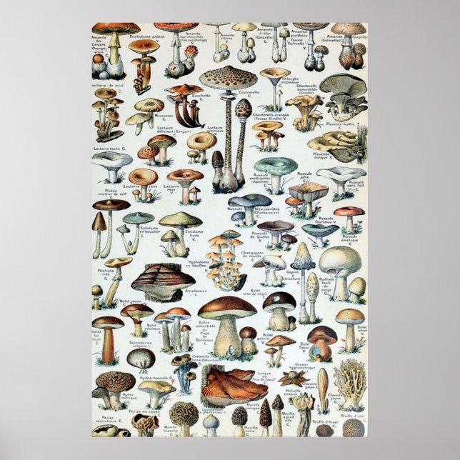 Vintag essbare Mushroom Chart Poster (Vorne)