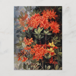 Vintag Flame Azalea Rote Blume Blumengarten Postkarte