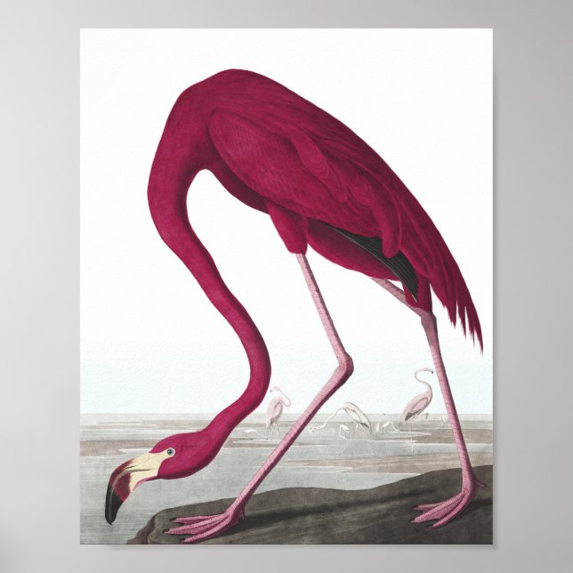 Vintag Flamingo Poster (Vorne)