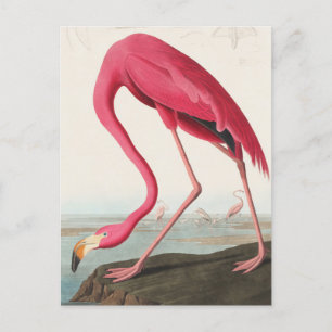 Vintag Flamingo Postkarte
