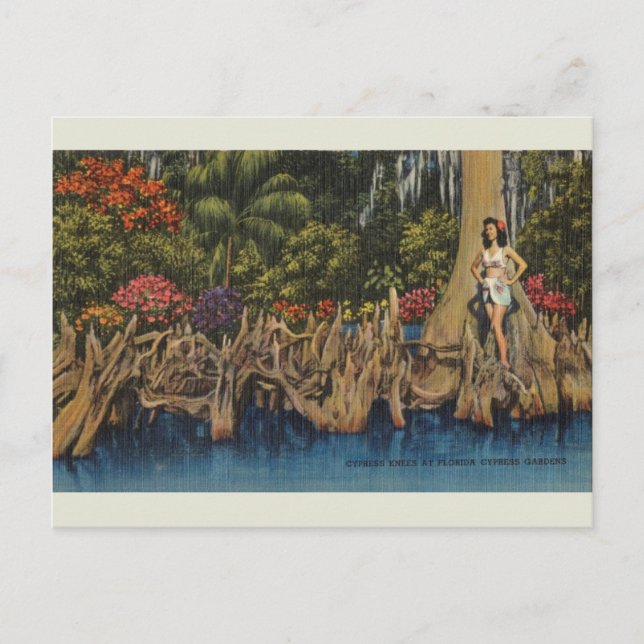 Vintag Florida Cypress Gardens Postkarte (Vorderseite)