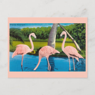 Vintag Florida Flamingos Travel Postcard Postkarte