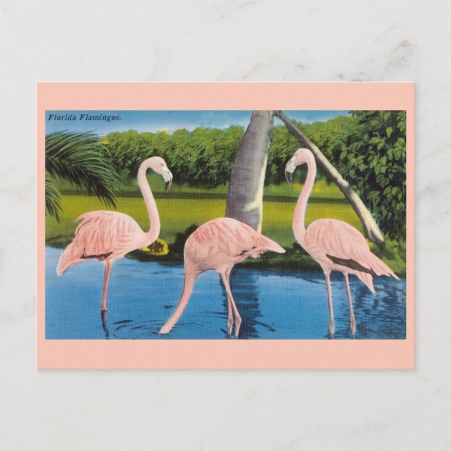 Vintag Florida Flamingos Travel Postcard Postkarte (Vorderseite)