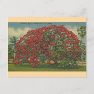 Vintag Florida Royal Poinciana Postcard Postkarte