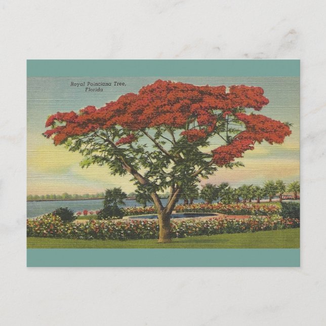 Vintag Florida Royal Poinciana Tree Postkarte (Vorderseite)