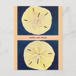 Vintag Florida Sand Dollar Travel Postkarte
