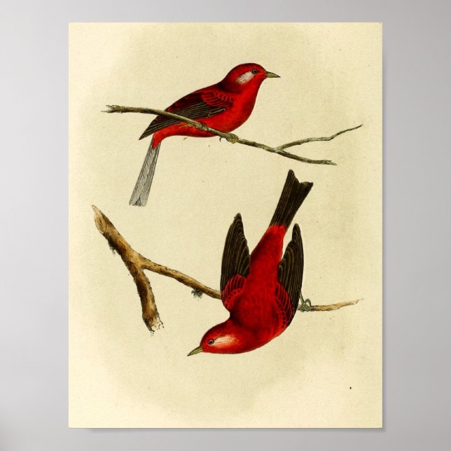Vintag Flycatcher Bird Poster (Vorne)