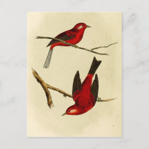Vintag Flycatcher Bird Postkarte