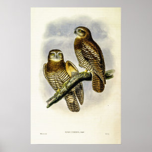 Vintag Forbes's Hawk-Owl von John Gould Poster