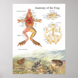 Vintag Frog Anatomie Poster