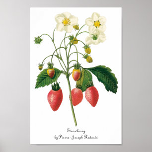 Vintag Frucht Berries Lebensmittel Erdbeeren von R Poster