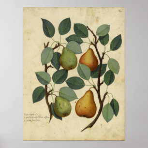 Vintag Frucht Botanisches Poster Birne Illustratio