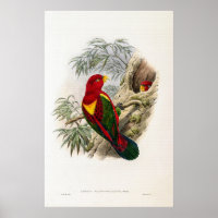 Vintag Gelbe Lory von John Gould