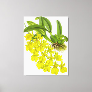 Vintag-Gelbe Orchideen-Blume Leinwanddruck