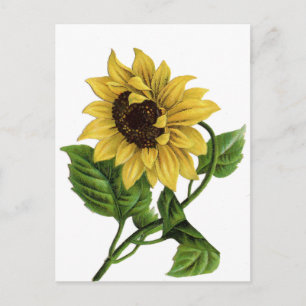 Vintag Gelbe Sonnenblume Blank Floral Postkarte