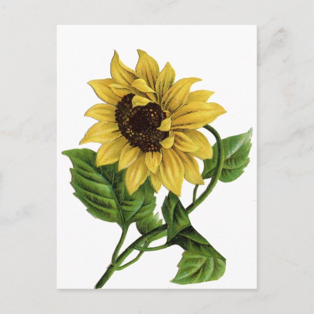Vintag Gelbe Sonnenblume Blank Floral Postkarte (Vorderseite)