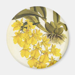 Vintag Gelbes Oncidium Orchid, tropische Blume Magnet