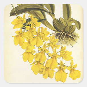 Vintag Gelbes Oncidium Orchid, tropische Blume Quadratischer Aufkleber