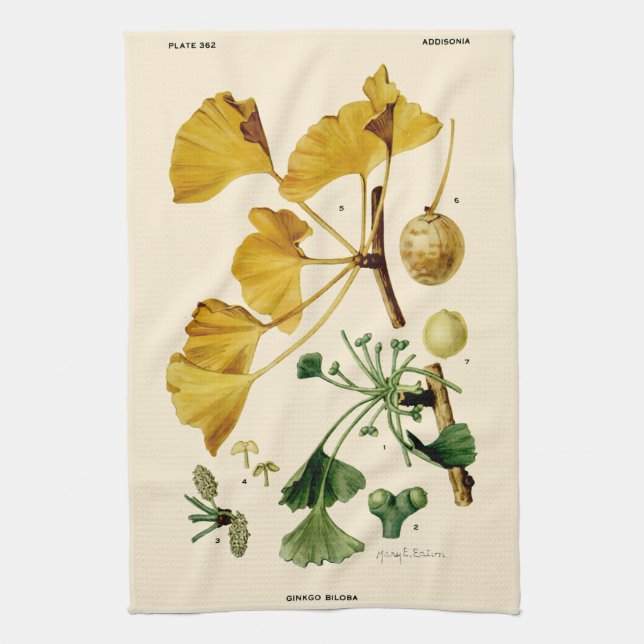 Vintag Ginkgo Biloba Botanische Illustration Geschirrtuch (Vertikal)