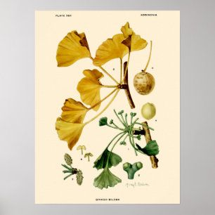 Vintag Ginkgo Biloba Botanische Illustration Poster