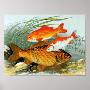 Vintag Golden Carp Koi Goldfish Poster