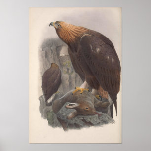 Vintag Golden Eagle Bird Poster
