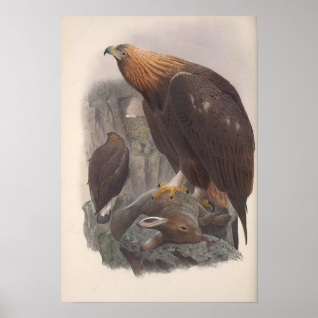 Vintag Golden Eagle Bird Poster (Vorne)