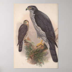 Vintag Goshawk Bird Poster