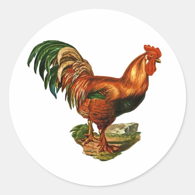 Vintag Green Schwanz Feathers Rooster Cockerel Runder Aufkleber (Vorderseite)