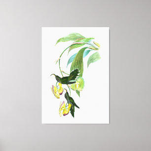Vintag Green Sickle Bill Hummingbird Leinwanddruck