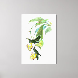 Vintag Green Sickle Bill Hummingbird Leinwanddruck