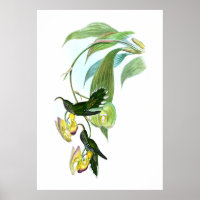 Vintag Green Sickle Bill Hummingbird