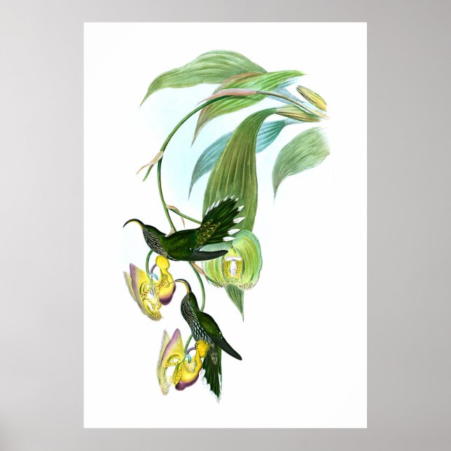 Vintag Green Sickle Bill Hummingbird Poster (Vorne)