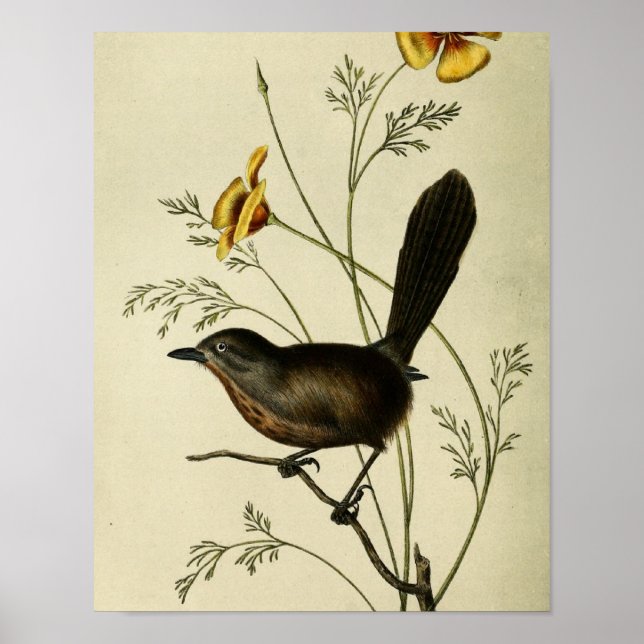 Vintag Ground Wren Poster (Vorne)